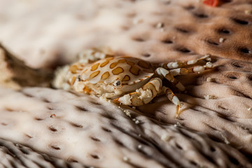 Sea Cucumber Swimmer Crab it lives usually in associatin with sea cucumber