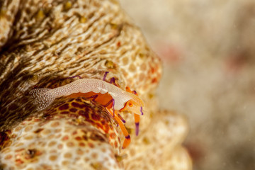 Emperor Shrimp or Imperial Partner Shrimp (Periclemenes Imperator)