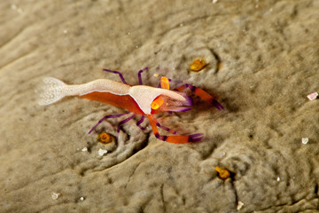 Emperor Shrimp or Imperial Partner Shrimp (Periclemenes Imperator)