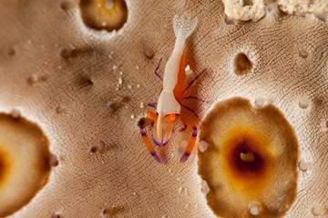 Emperor Shrimp or Imperial Partner Shrimp (Periclemenes Imperator)
