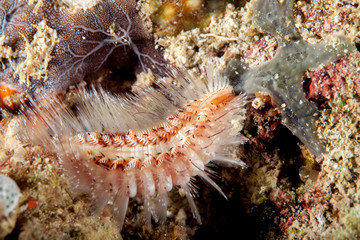 Obraz na płótnie Canvas Dangerous marine animal, Fireworm (Chloeia parva), causes strong itchiness when touched, Philippines, south-east Asia