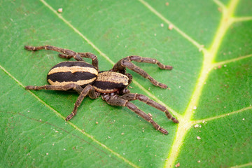 Image of gray wall jumper spider male (Menemerus bivittatus) on the green leaf. Insect. Animal. Salticidae.
