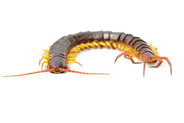 Image of centipedes or chilopoda isolated on white background. Animal. Poisonous animals.