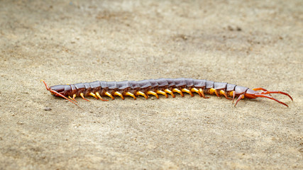 Image of centipedes or chilopoda on the ground. Animal. poisonous animals.