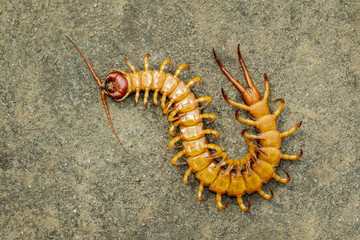 Image of dead centipedes or chilopoda on the ground. Animal. poisonous animals.