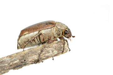 Image of cockchafer (Melolontha melolontha) on a branch on white background. Insect. Animals.