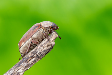 Image of cockchafer (Melolontha melolontha) on a branch on a natural background. Insect. Animals.