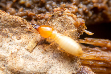 Selective focus of the small termite on decaying timber. The termite on the ground is searching for food to feed the larvae in the cavity.
