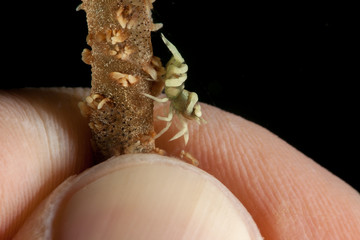 Wire Coral Shrimp, Pontonides unciger