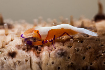 Emperor Shrimp or Imperial Partner Shrimp (Periclemenes Imperator)