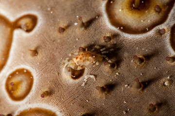 Sea Cucumber Swimmer Crab it lives usually in associatin with sea cucumber