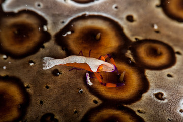 Emperor Shrimp or Imperial Partner Shrimp (Periclemenes Imperator)