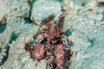 Lisa's Mantis Shrimp, Lysiosquillina lisa