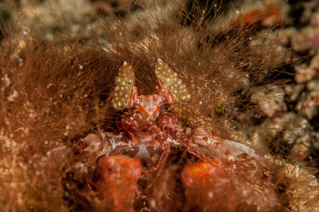 Lisa's Mantis Shrimp, Lysiosquillina lisa