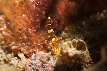 Squat Shrimp (Anemone Shrimp)