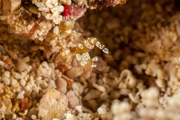 Squat Shrimp (Anemone Shrimp)