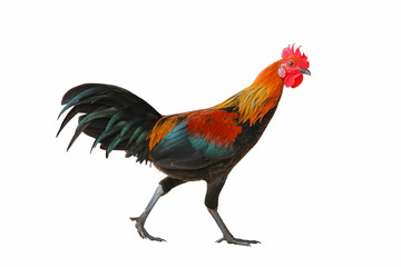 Rooster walking isolated on white background.