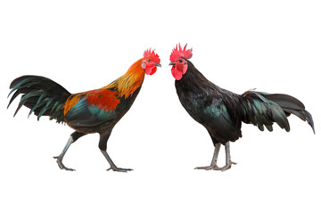 Rooster walking isolated on white background.
