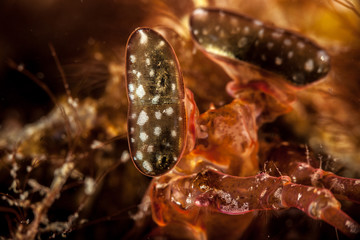 Lisa's Mantis Shrimp, Lysiosquillina lisa