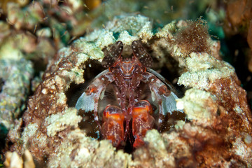 Lisa's Mantis Shrimp, Lysiosquillina lisa