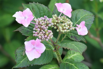 アジサイ（ガクアジサイ）