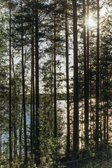 The river and forest nature of the North