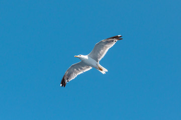 White Seagull with spread wings flying against a blue pastel sky