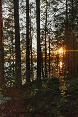 The beautiful landscape of Northern coniferous forest at sunset
