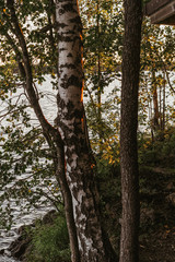 Landscape of Northern coniferous forest and river at sunset