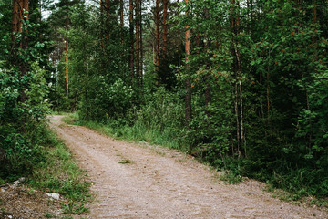 Fototapeta premium Wide path in a green pine forest