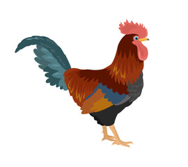 Rooster isolated on white background. Vector illustration of farm bird, cock in cartoon simple flat style.