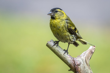 Siskin