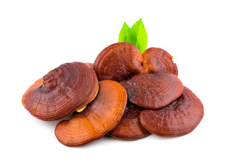 Dried Ganoderma Lucidum Mushroom isolated on white background.Ling Zhi Mushroom