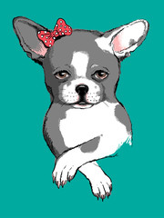Vector illustration with a cute chihuahua with bow. Color portrait of a little dog. Drawn puppy. Chihuahua sketch. Image for printing on clothes