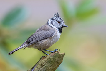 Crested tit