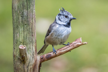 Crested tit