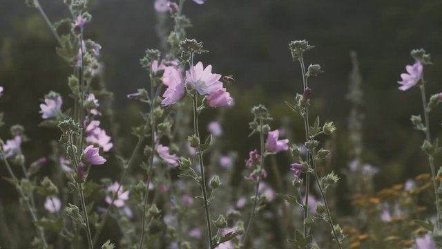 Slow Motion Footage of Marsh Mallow plant (Althaea officinalis)