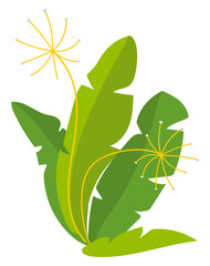 Aragula or rucola green herb, seasoning or condiment plant with thyme. Harvesting product, healthy meal, leaves ingredient, dill or fennel, vegan vector