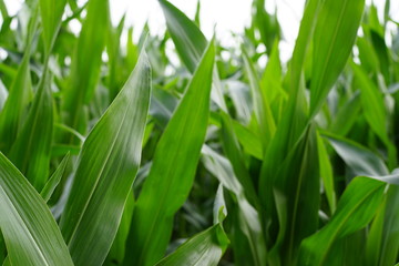 corn field