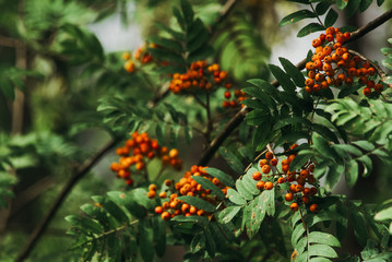 Branches with red Rowan berries and green leaves in the wild