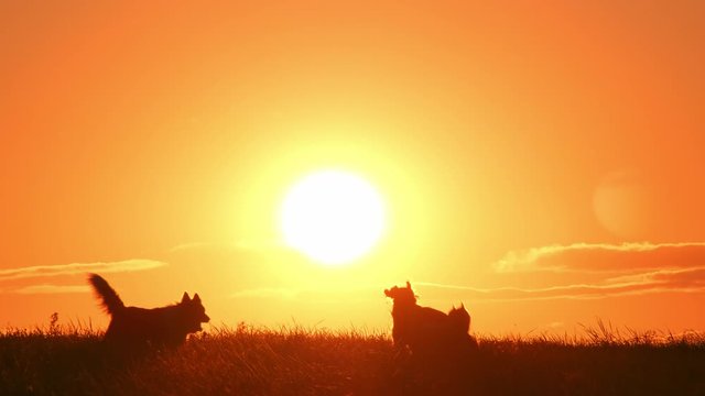 Funny dogs playing in lawn at sunset in summer.