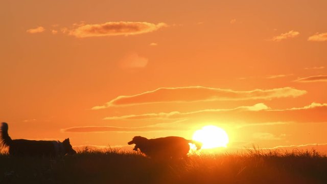 meeting of two dogs on lawn at sunset.