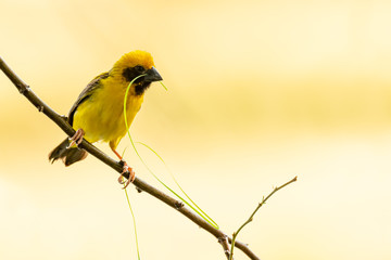Bright and yellowish male Asian Golden Weaver perching on perch, looking into a distance