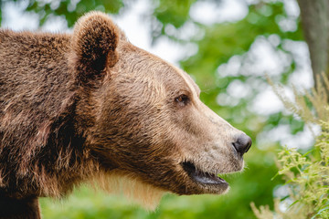 Portrait of an adult brown bear.
