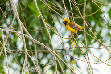 Bright and yellowish male Asian Golden Weaver perching on perch, looking into a distance