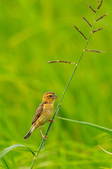 Female Asian Golden Weaver perching on grass stalk looking into a distance