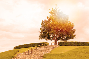 View of One big green tree on top of hill or mountain with lawn or grass field with sunset or sunrise day . Nature landscape concept