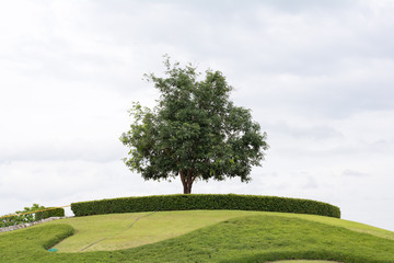 tree in a field