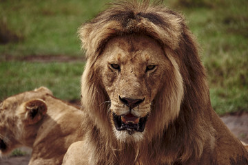  portrait of a yawning lion