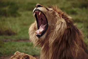  portrait of a yawning lion